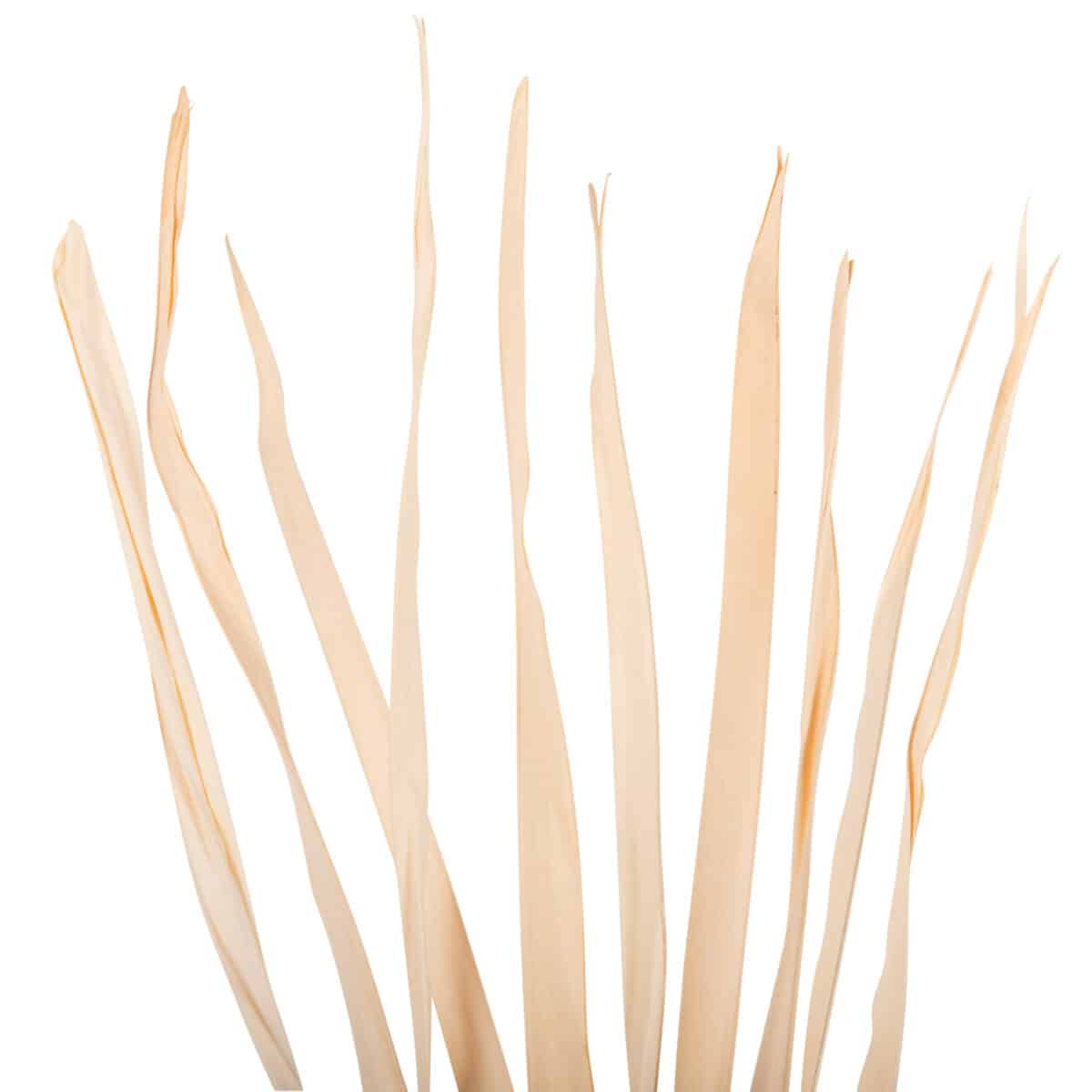 ΔΙΑΚΟΣΜΗΤΙΚΟ ΜΠΟΥΚΕΤΟ 10ΤΜΧ ΑΠΟΞΗΡΑΜΕΝΩΝ ΜΑΚΡΥΦΥΛΛΩΝ HM7964 ΦΥΣΙΚΟ 120Υεκ - Image 3