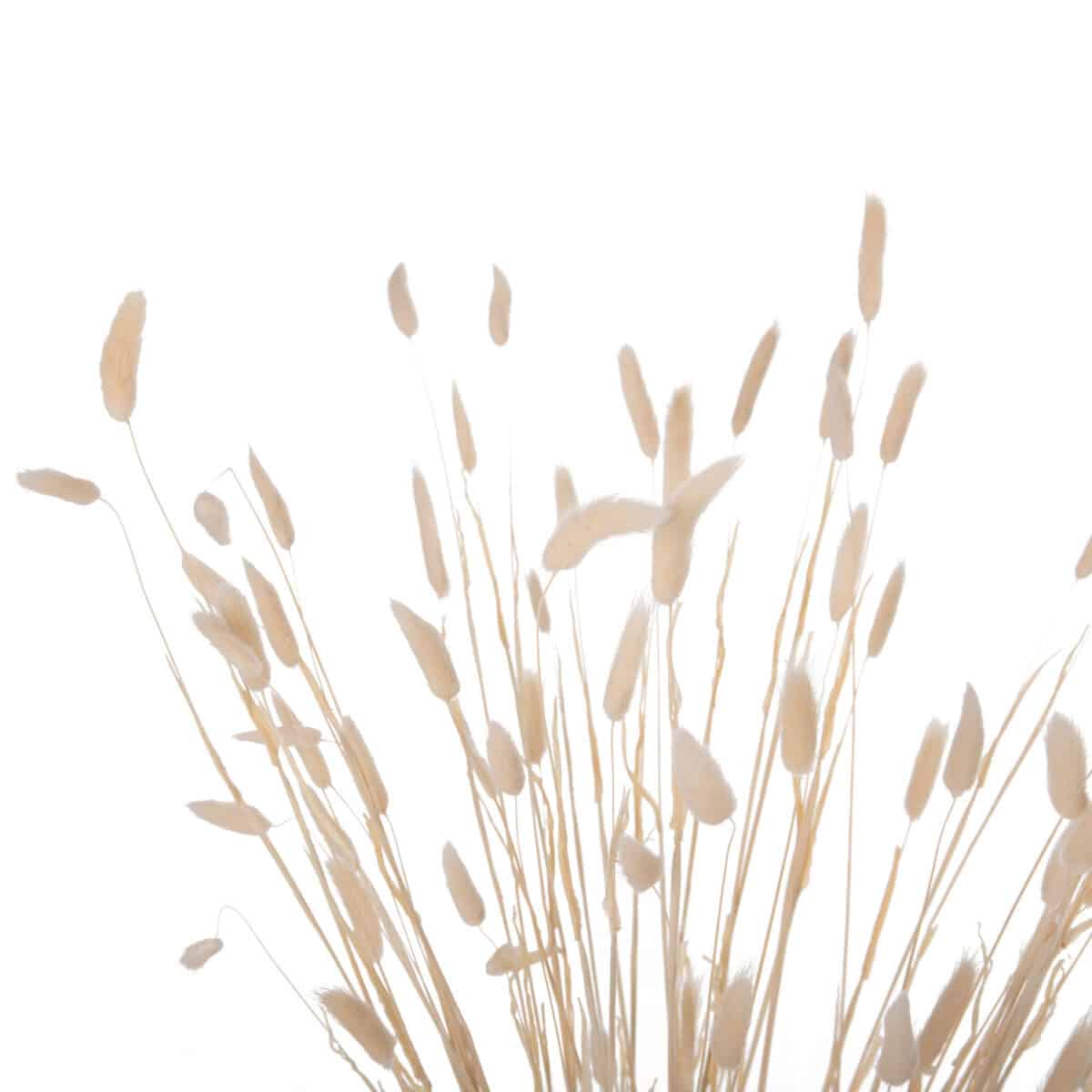 ΔΙΑΚΟΣΜΗΤΙΚΟ ΜΠΟΥΚΕΤΟ ΑΠΟΞΗΡΑΜΕΝΟ HM7959 RABBIT TAIL- CREAM 50gr 76Υεκ. - Image 4