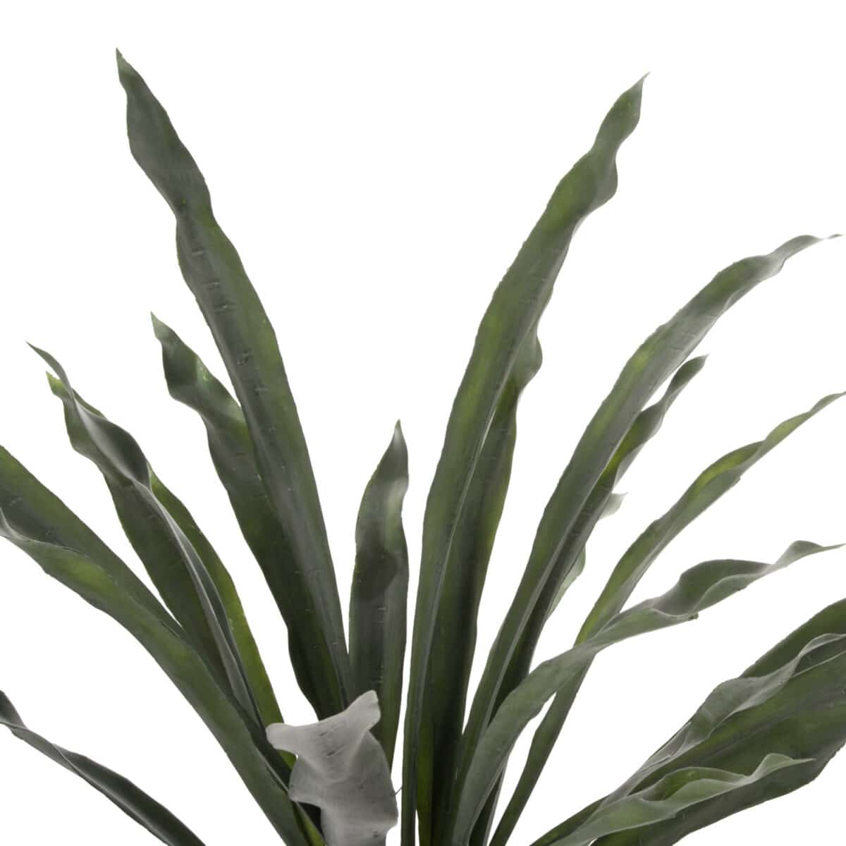 ΔΙΑΚΟΣΜΗΤΙΚΟ ΣΥΝΘΕΤΙΚΟ ΦΥΤΟ HM7975 ΑΣΠΛΕΝΙΟ (ΦΥΛΛΙΤΗΣ Ή ΦΤΕΡΗ) ΣΕ ΓΛΑΣΤΡΑ 137Υεκ. - Image 3