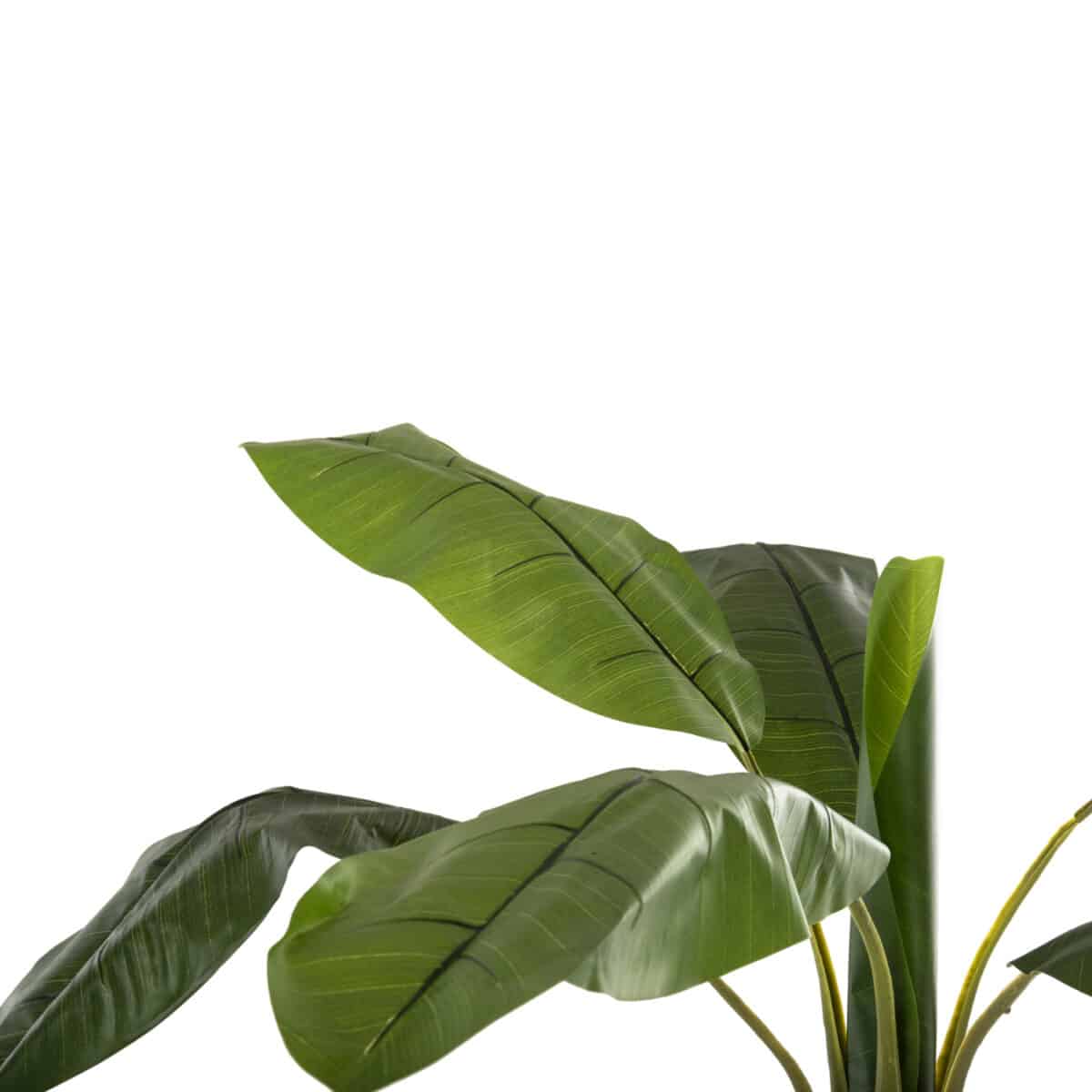 ΔΙΑΚΟΣΜΗΤΙΚΟ ΣΥΝΘΕΤΙΚΟ ΦΥΤΟ HM7979 ΔΕΝΤΡΟ ΜΠΑΝΑΝΑΣ (1) ΣΕ ΓΛΑΣΤΡΑ 180Υεκ. - Image 5