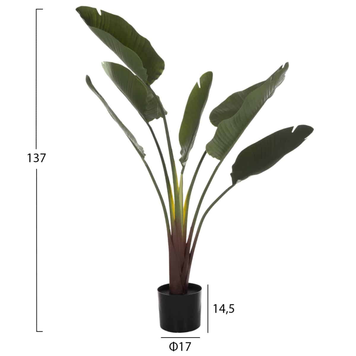 ΔΙΑΚΟΣΜΗΤΙΚΟ ΣΥΝΘΕΤΙΚΟ ΦΥΤΟ HM7981 ΣΤΡΕΛΙΤΣΙΑ ΣΕ ΓΛΑΣΤΡΑ Φ17x14,5-137Y εκ. - Image 2