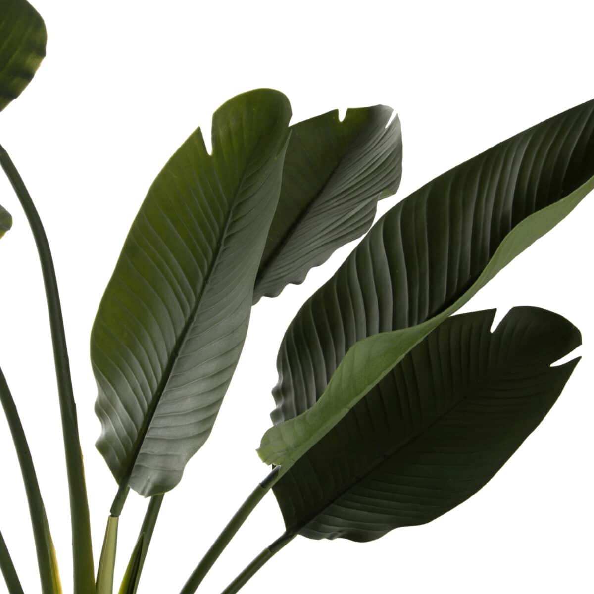 ΔΙΑΚΟΣΜΗΤΙΚΟ ΣΥΝΘΕΤΙΚΟ ΦΥΤΟ HM7981 ΣΤΡΕΛΙΤΣΙΑ ΣΕ ΓΛΑΣΤΡΑ Φ17x14,5-137Y εκ. - Image 4