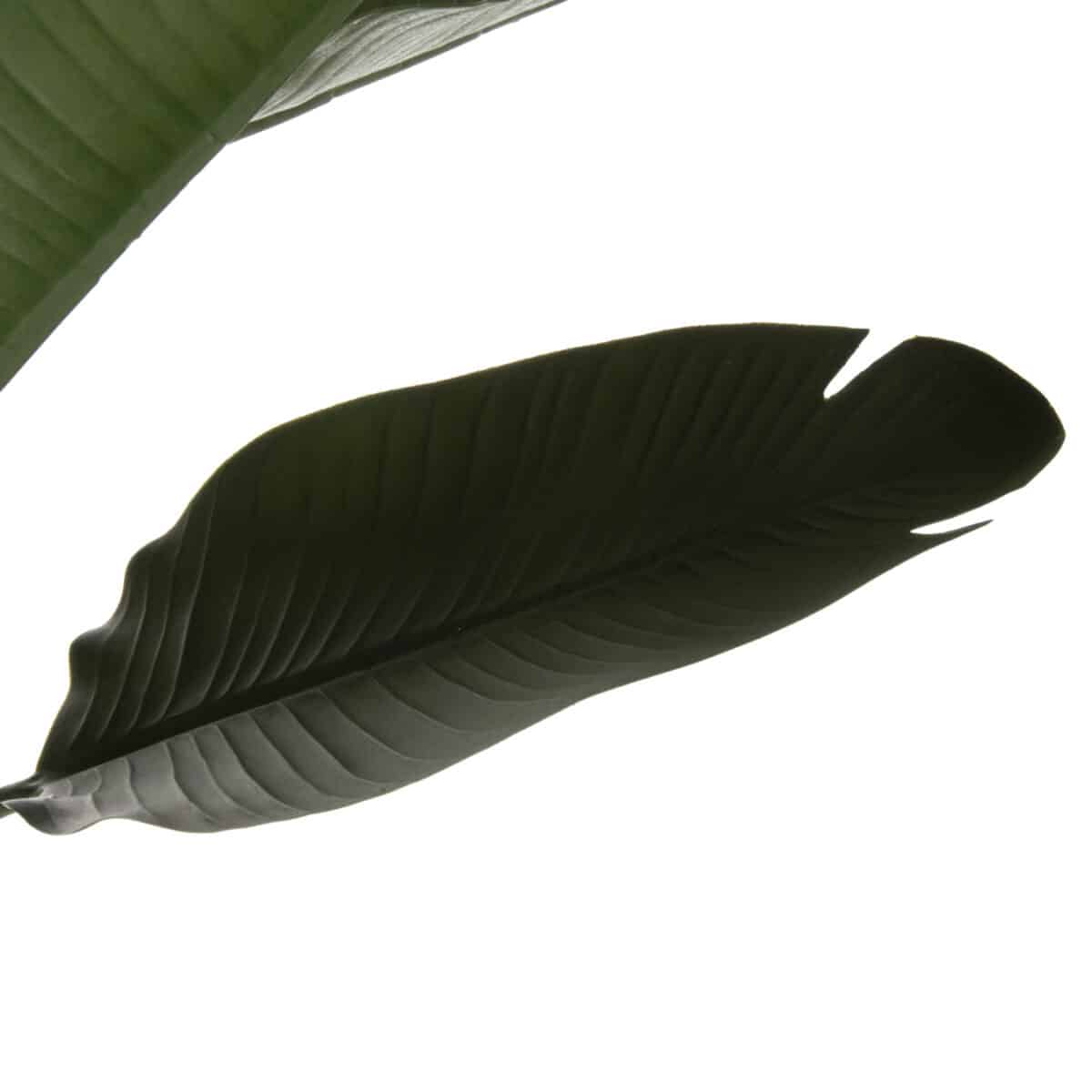 ΔΙΑΚΟΣΜΗΤΙΚΟ ΣΥΝΘΕΤΙΚΟ ΦΥΤΟ HM7982 ΣΤΡΕΛΙΤΣΙΑ ΣΕ ΓΛΑΣΤΡΑ Φ17x14,5-150Yεκ. - Image 3