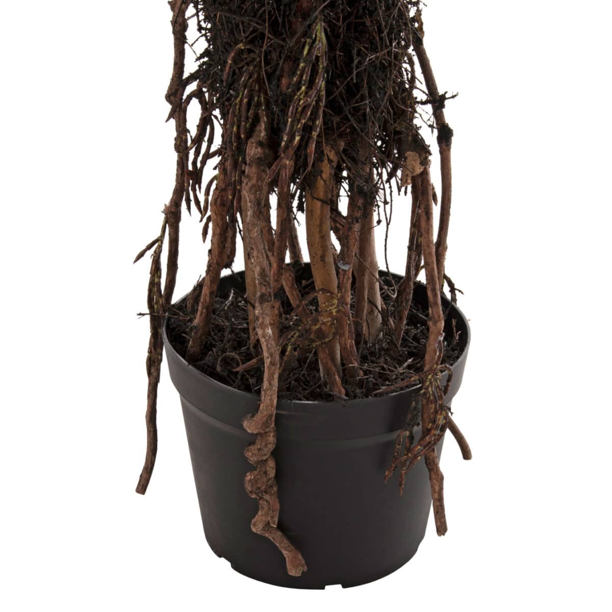 ΔΙΑΚΟΣΜΗΤΙΚΟ ΣΥΝΘΕΤΙΚΟ ΦΥΤΟ HM7989 ΔΕΝΤΡΟ SISAL ΣΕ ΓΛΑΣΤΡΑ 200Υεκ. - Image 5