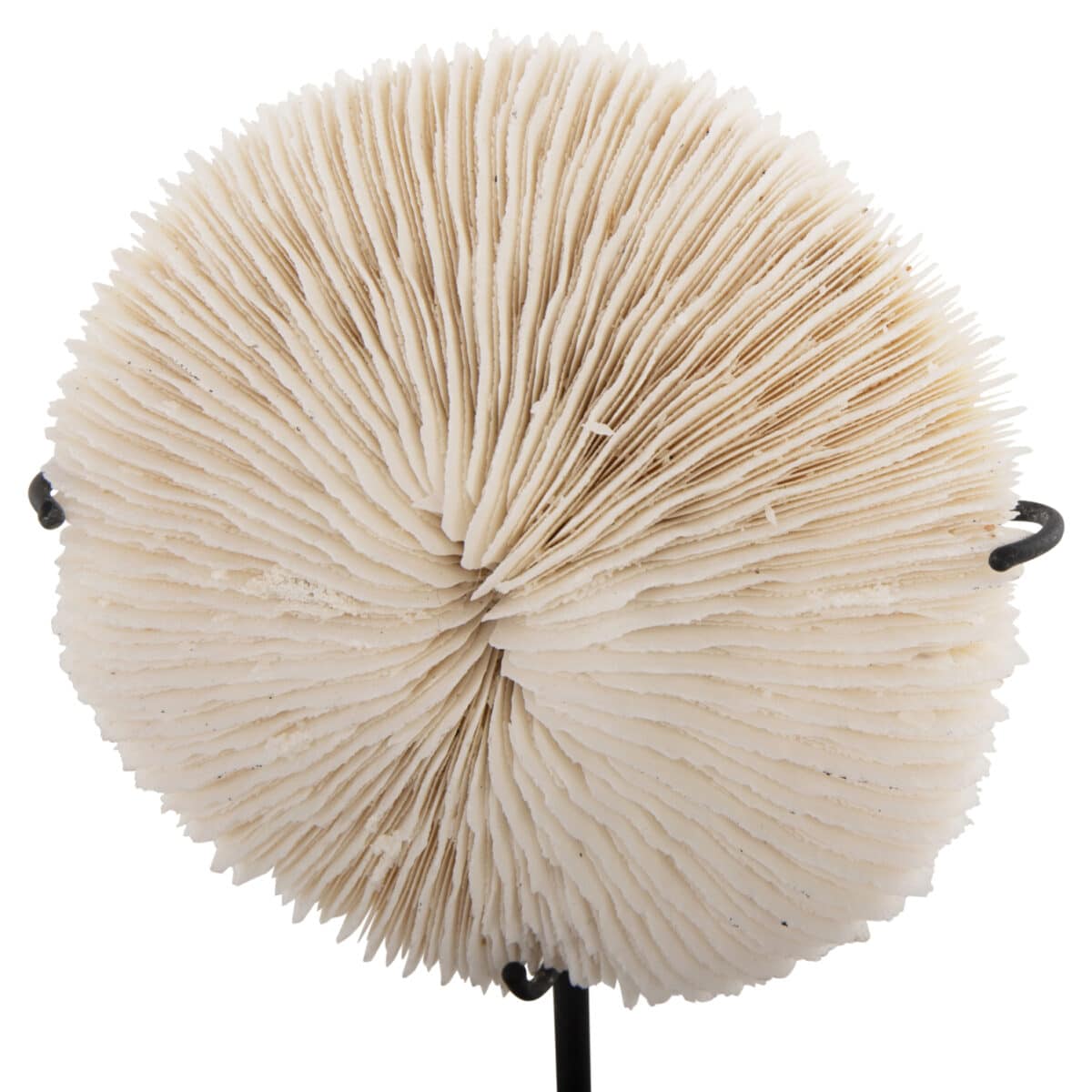 ΕΠΙΤΡΑΠΕΖΙΟ ΔΙΑΚΟΣΜΗΤΙΚΟ HM4273 ΚΟΡΑΛΙ ΣΕ ΦΥΣΙΚΟ-ΜΑΥΡΗ ΜΕΤΑΛΛΙΚΗ ΒΑΣΗ 8x8x16Υ εκ. - Image 3