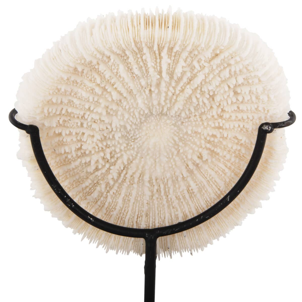 ΕΠΙΤΡΑΠΕΖΙΟ ΔΙΑΚΟΣΜΗΤΙΚΟ HM4273 ΚΟΡΑΛΙ ΣΕ ΦΥΣΙΚΟ-ΜΑΥΡΗ ΜΕΤΑΛΛΙΚΗ ΒΑΣΗ 8x8x16Υ εκ. - Image 4