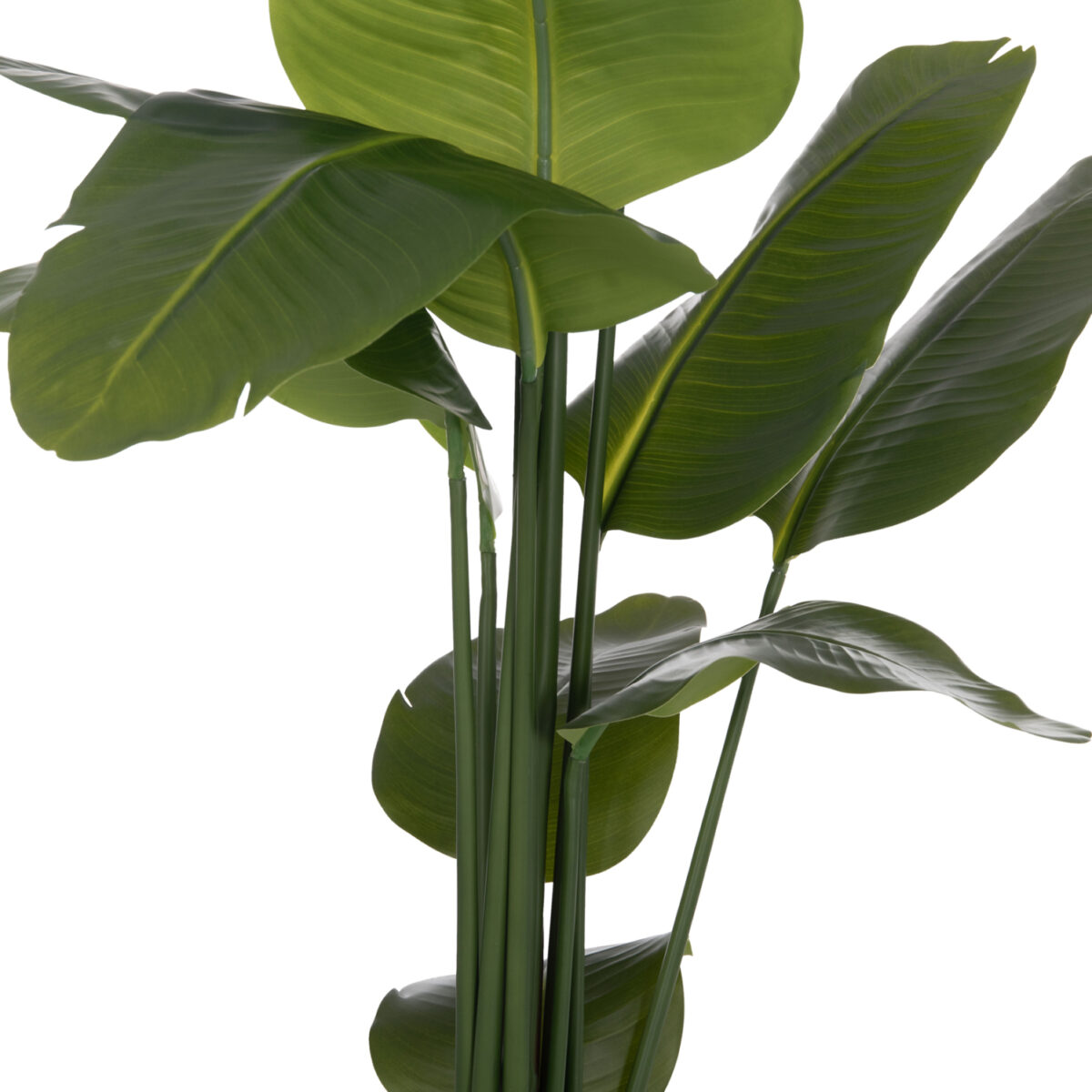 ΔΙΑΚΟΣΜΗΤΙΚΟ ΣΥΝΘΕΤΙΚΟ ΦΥΤΟ HM4739 ΣΤΡΕΛΙΤΣΙΑ ΣΕ ΓΛΑΣΤΡΑ Φ18x172Υεκ. - Image 8