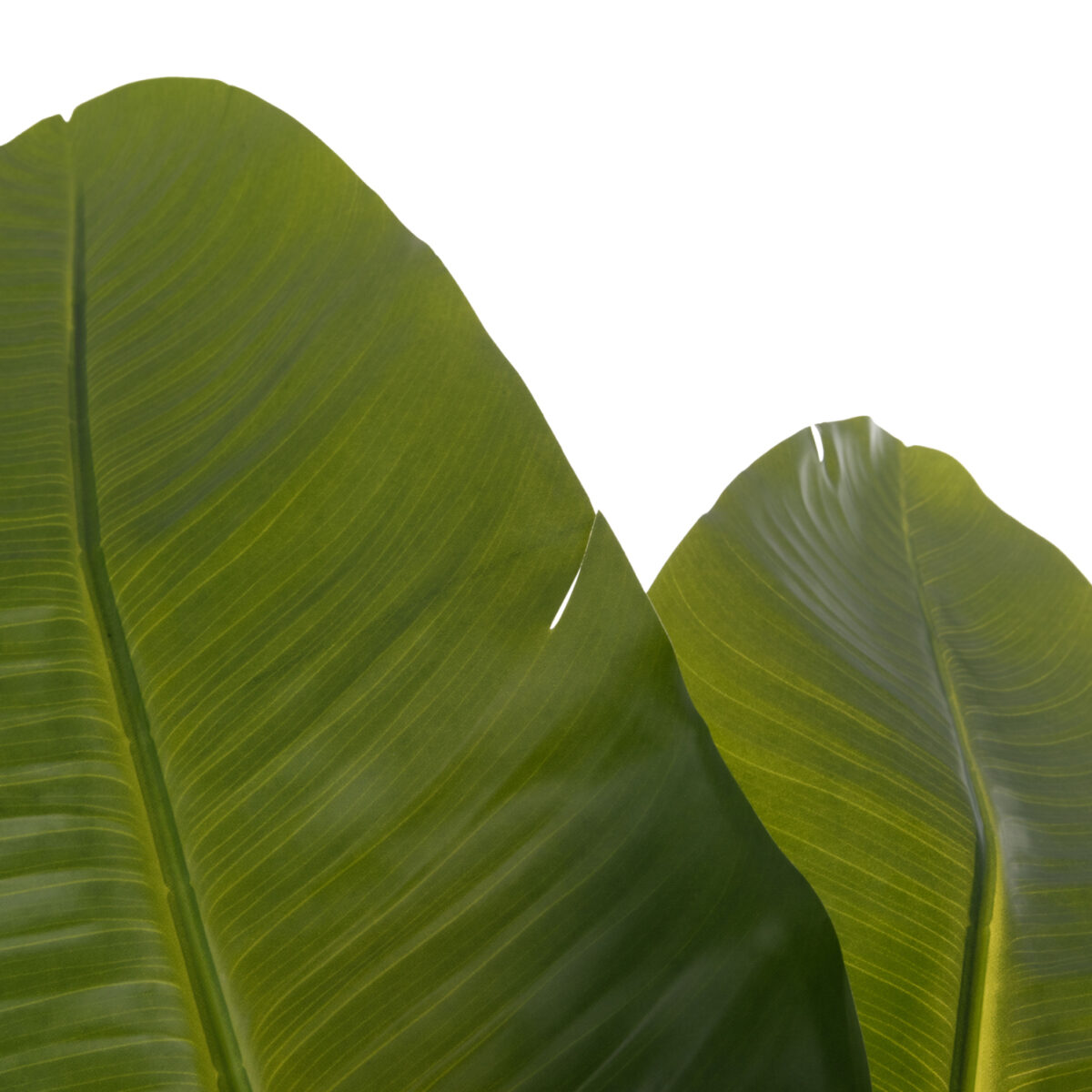 ΔΙΑΚΟΣΜΗΤΙΚΟ ΣΥΝΘΕΤΙΚΟ ΦΥΤΟ HM4739 ΣΤΡΕΛΙΤΣΙΑ ΣΕ ΓΛΑΣΤΡΑ Φ18x172Υεκ. - Image 10