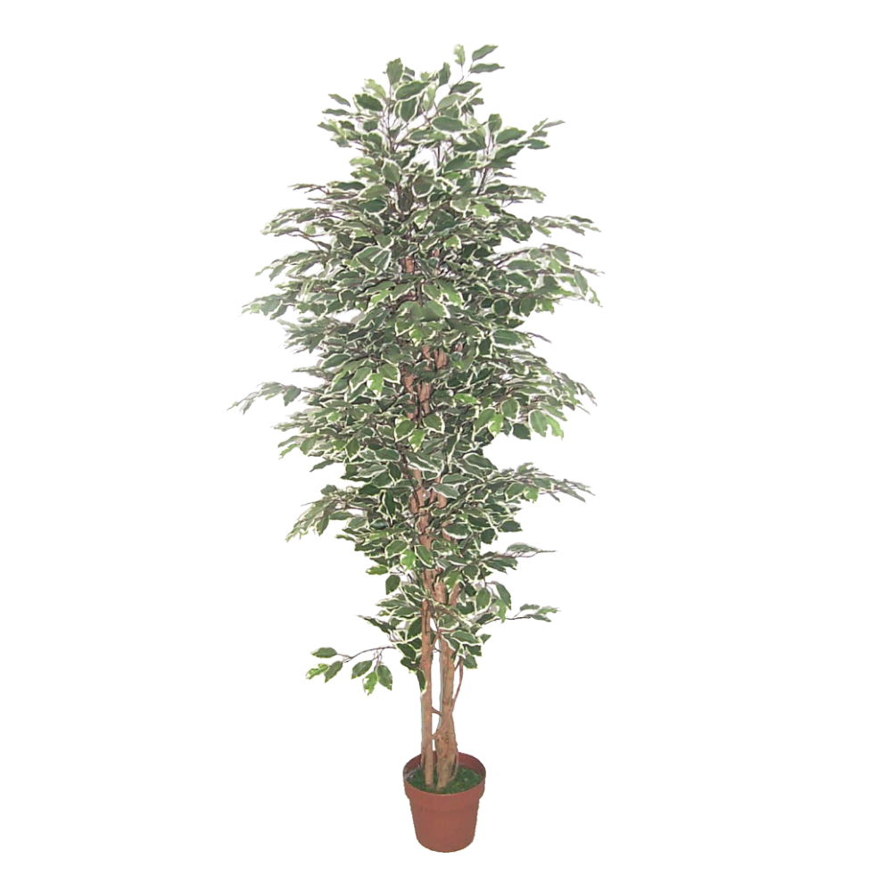 FICUS ΔΕΝΤΡΟ ΤΕΧΝΗΤΟ ΣΕ ΓΛΑΣΤΡΑ 170cm POLYESTER ΠΡΑΣΙΝΟ PE/PP