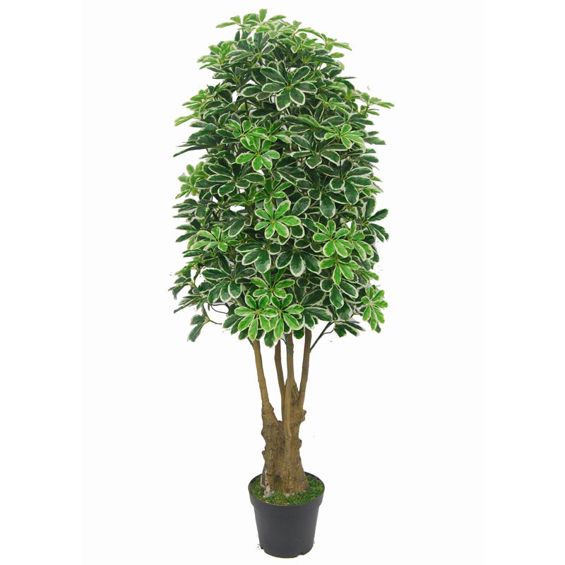 Τεχνητό Φυτό Σεφλέρα 165cm