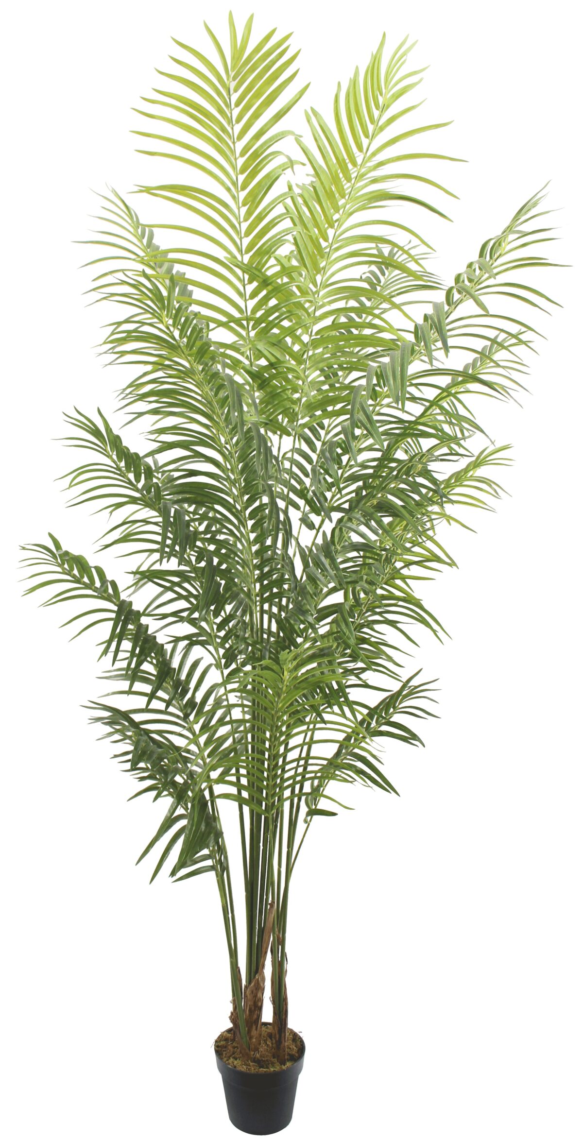 Τεχνητό Φυτό Αρέκα 220cm - Image 1